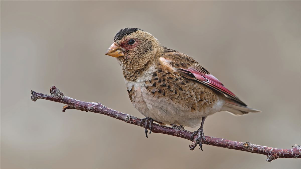 Crimson-winged Finch