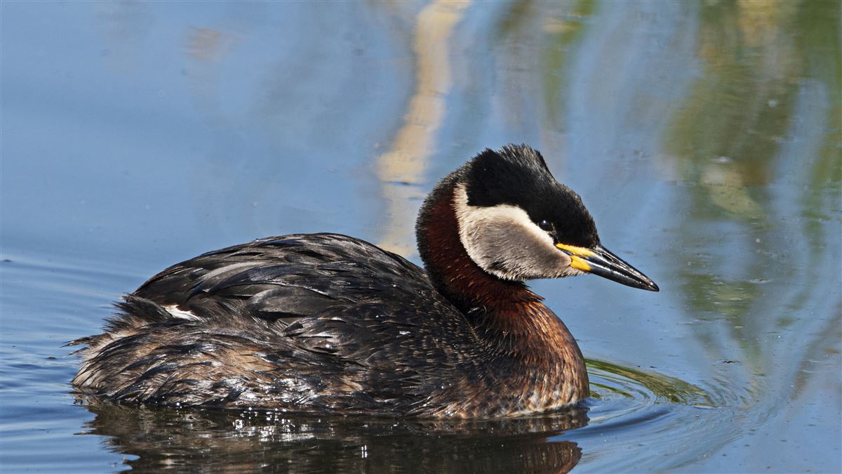 Red-necked Grebe