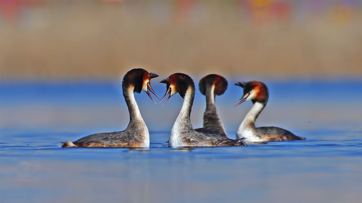 Great Crested Grebe