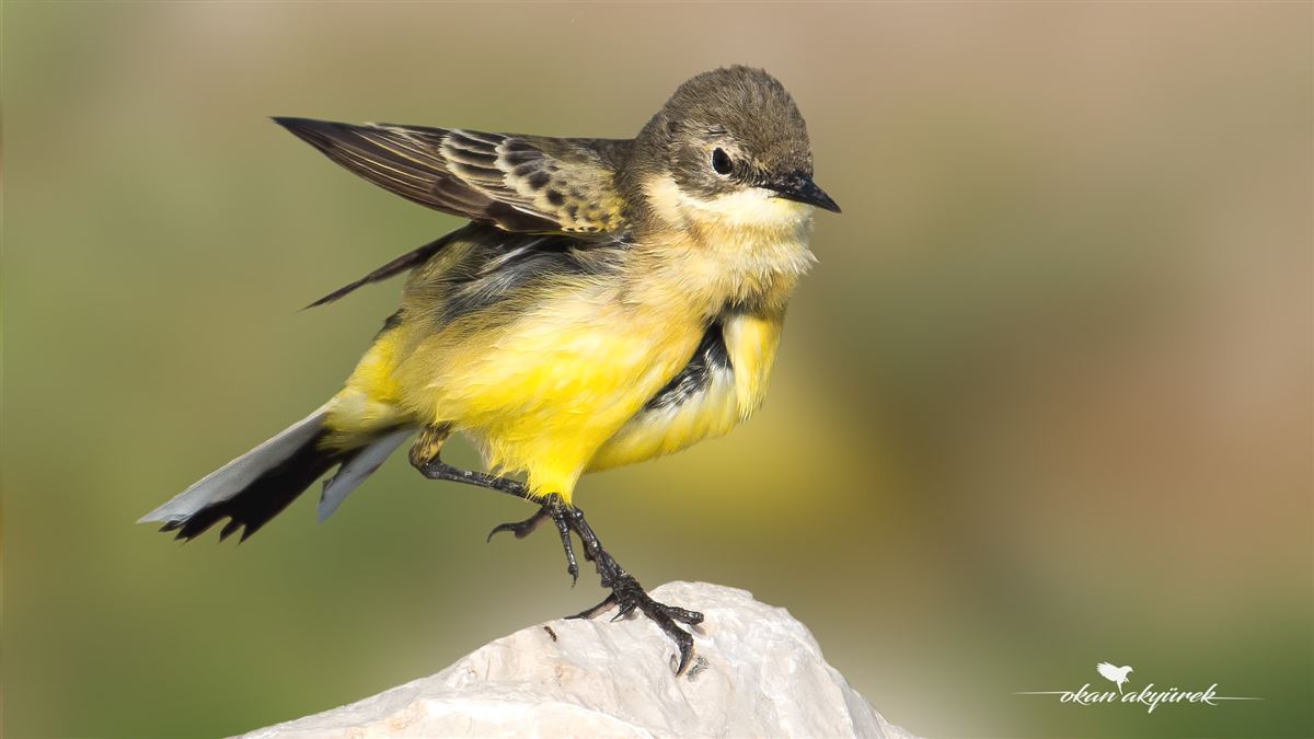 Western Yellow Wagtail