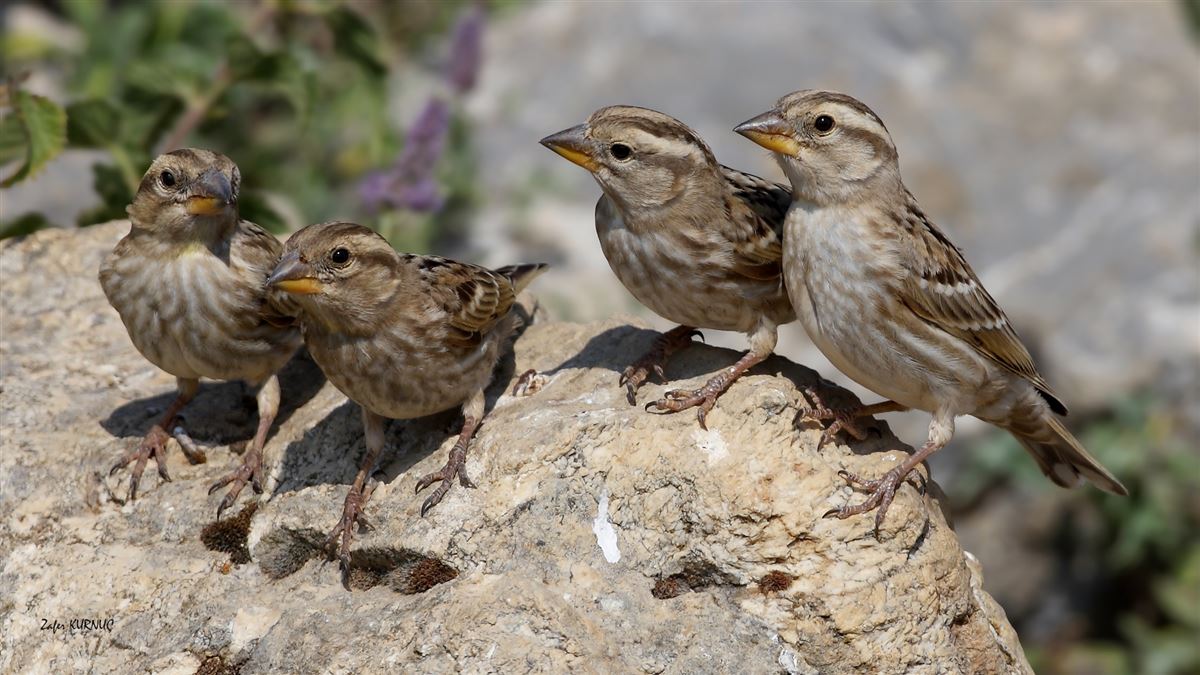 Rock Sparrow