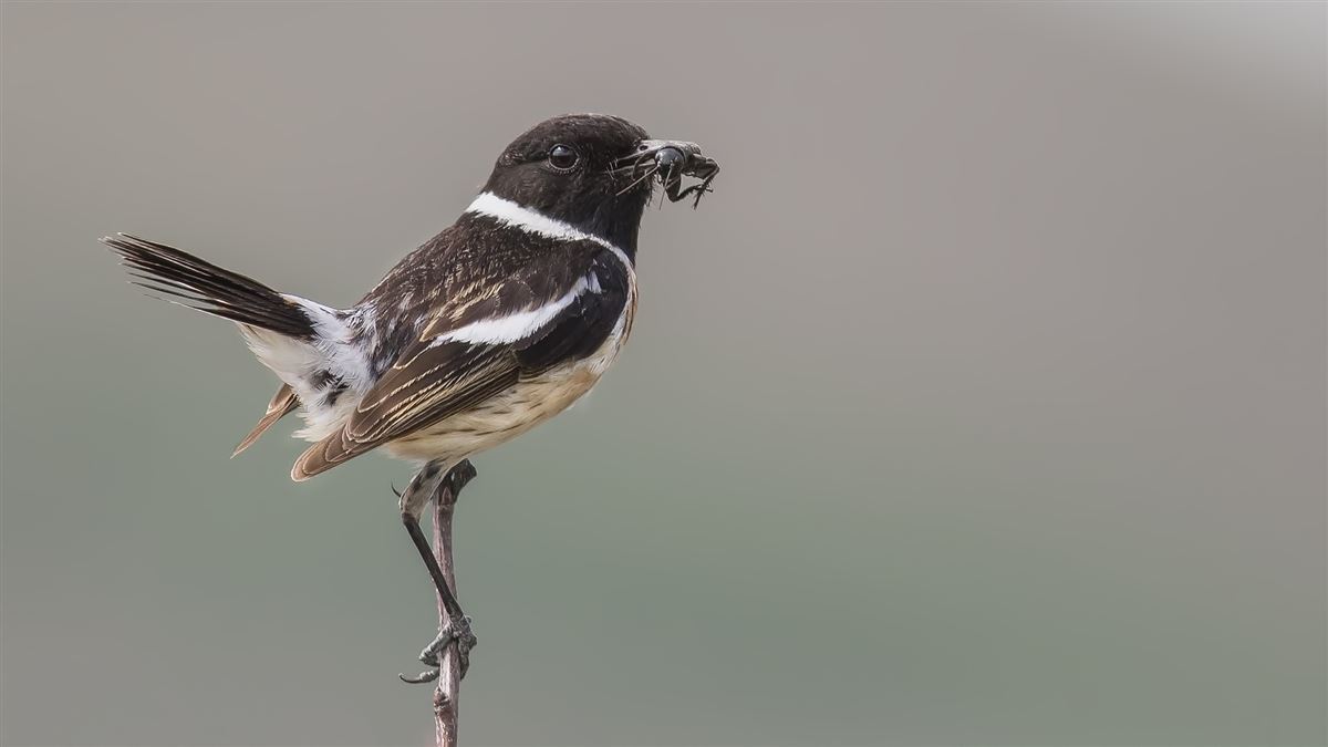 European Stonechat