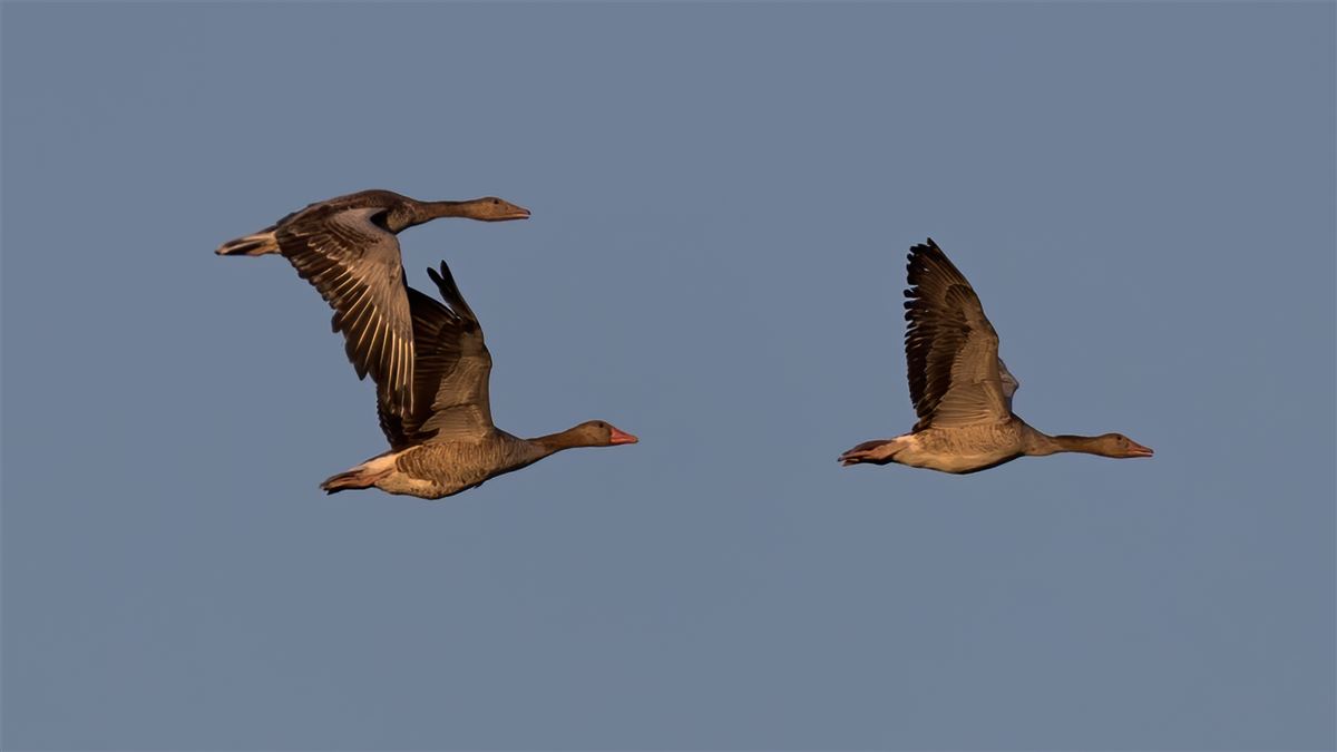 Greylag Goose