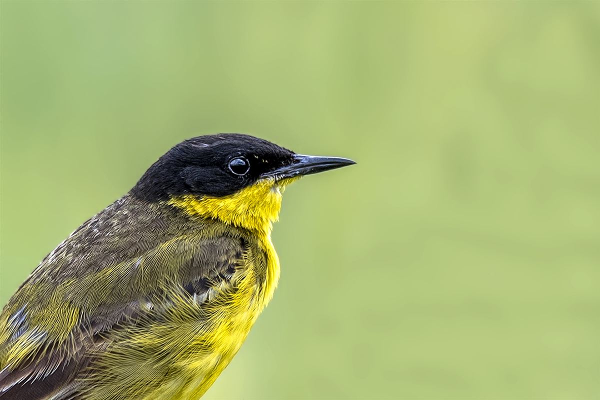 Western Yellow Wagtail