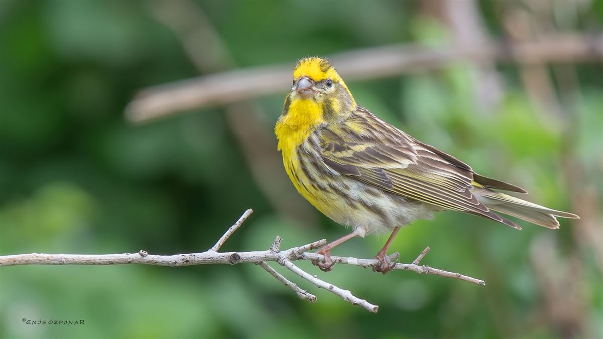 European Serin