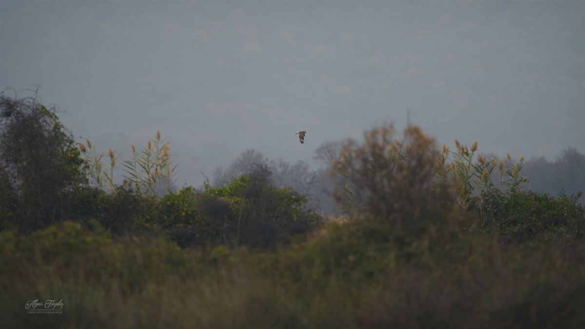 Short-eared Owl