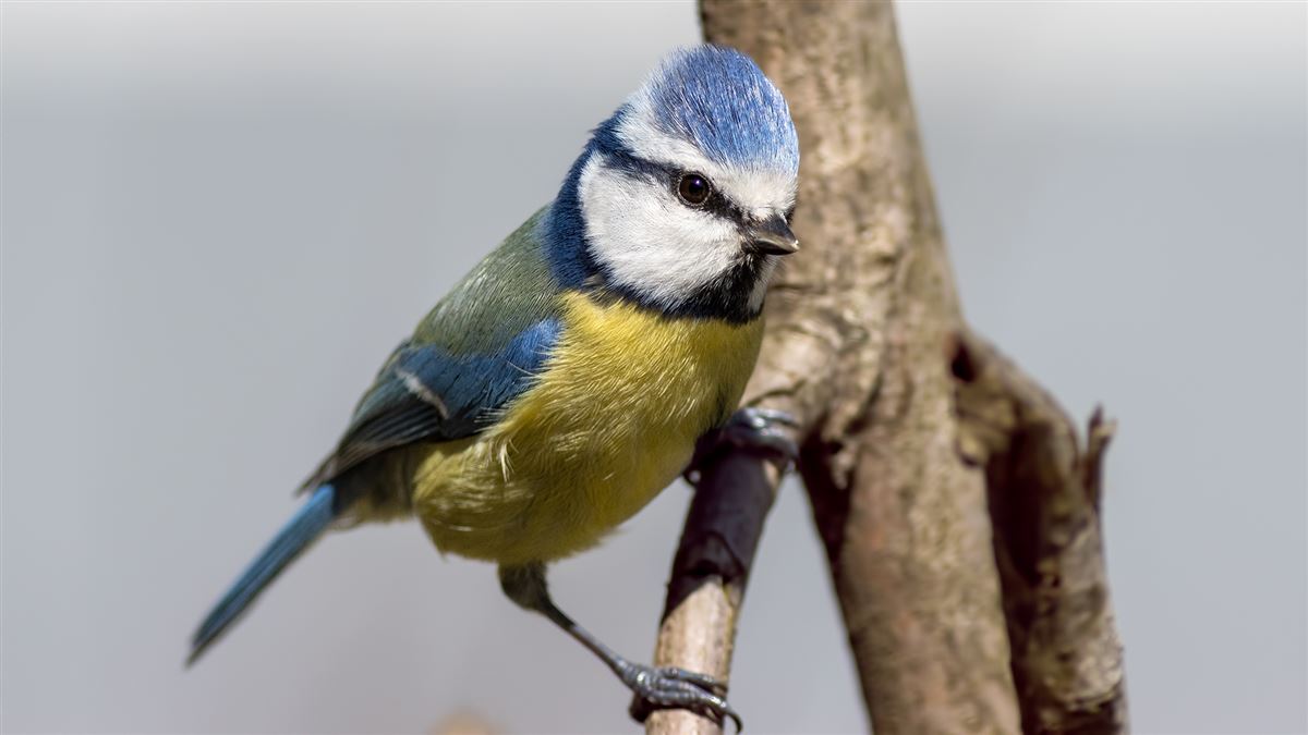 Eurasian Blue Tit