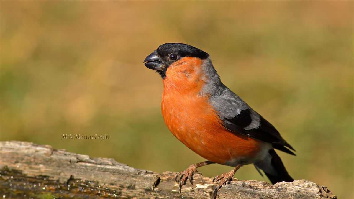 Eurasian Bullfinch