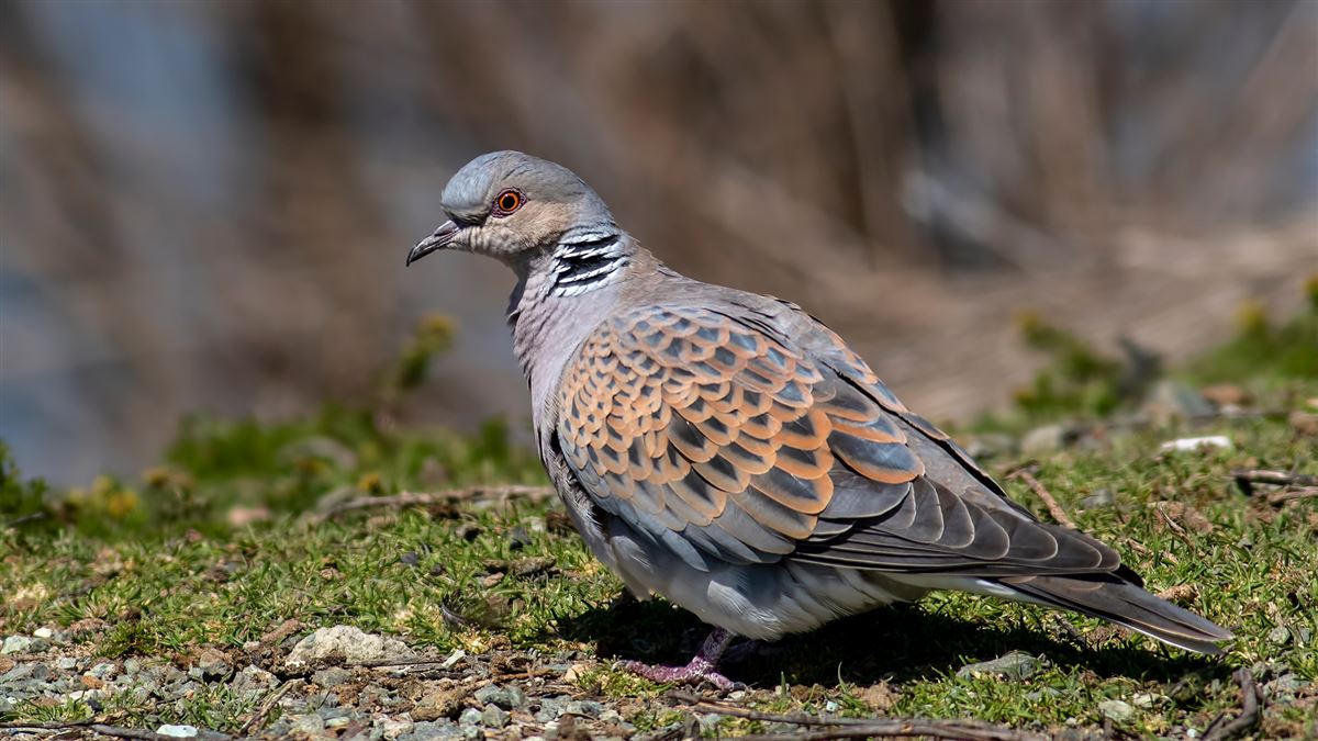 European Turtle Dove