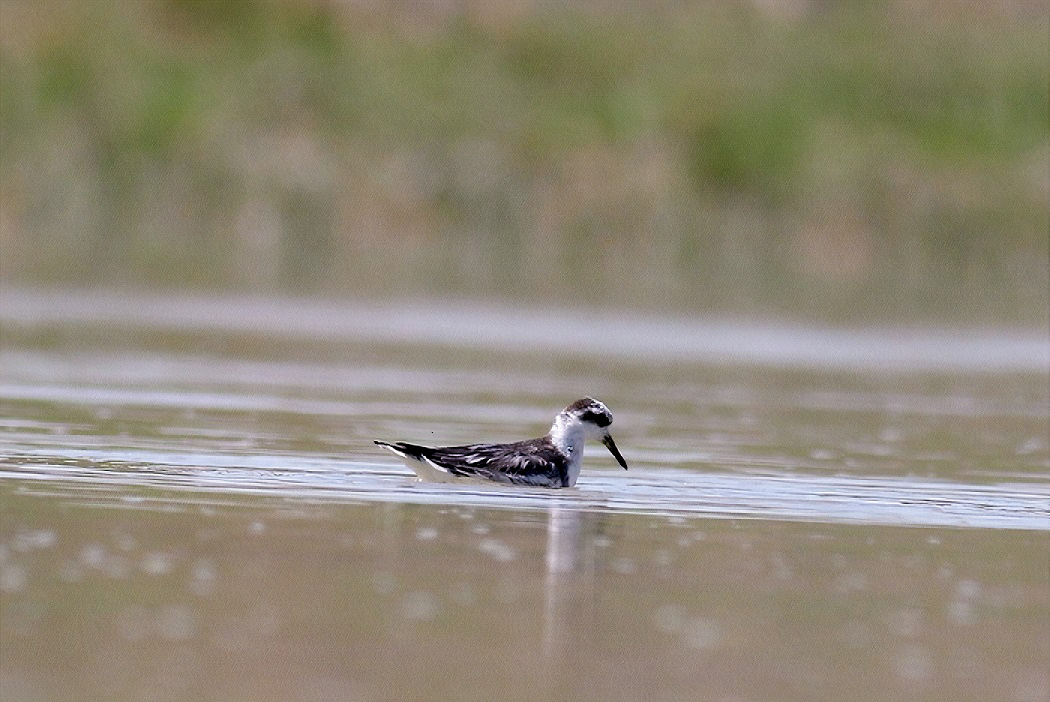 Red Phalarope
