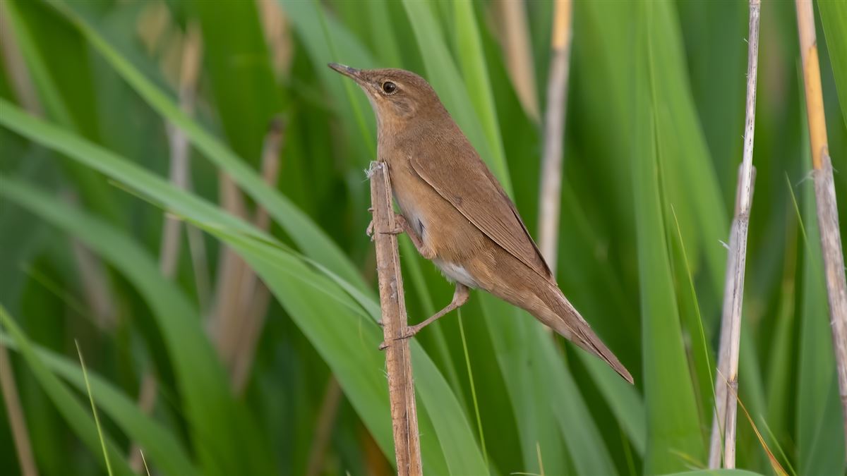 Savi`s Warbler