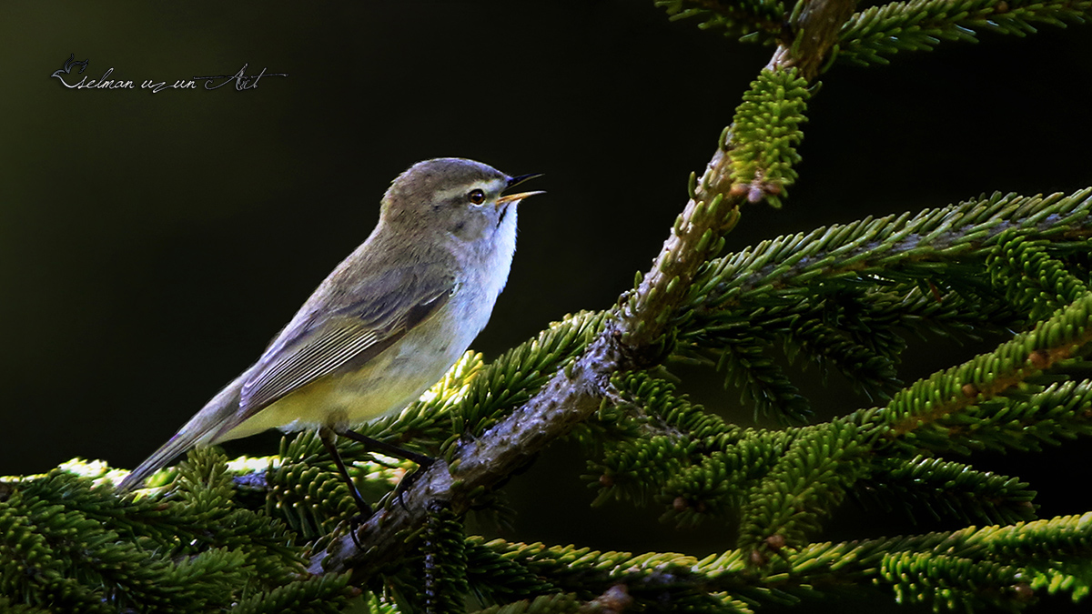 Mountain Chiffchaff