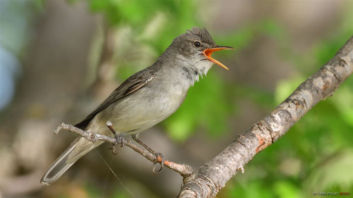 Olive-tree Warbler