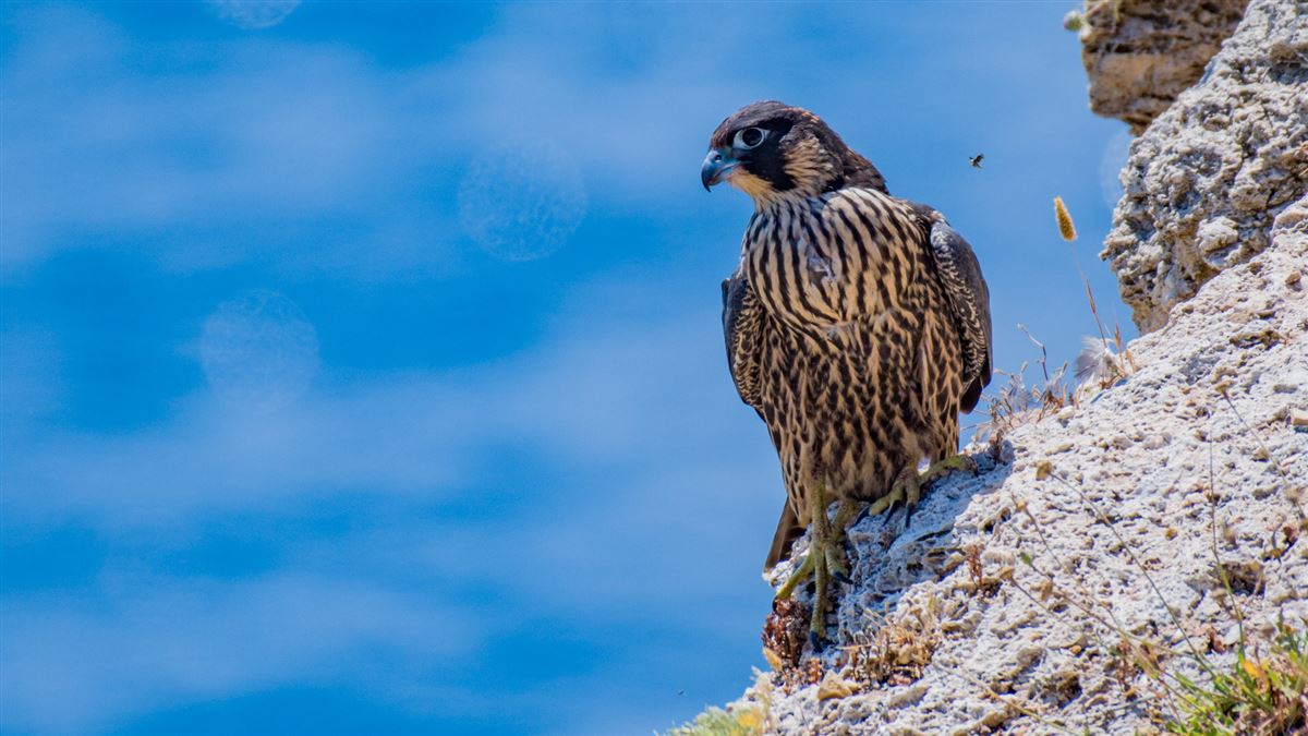 Peregrine Falcon