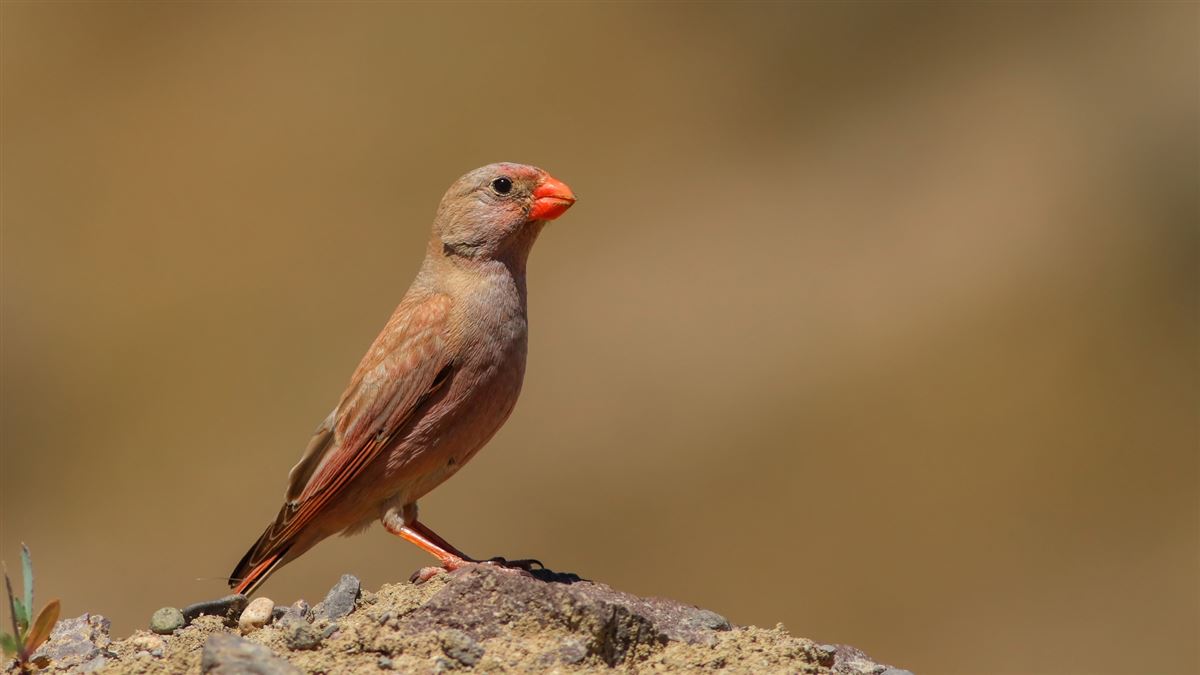 Trumpeter Finch