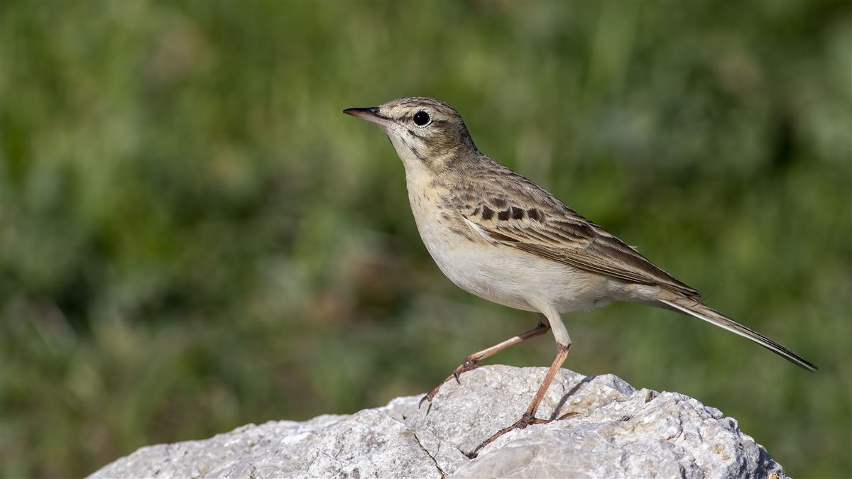 Tawny Pipit
