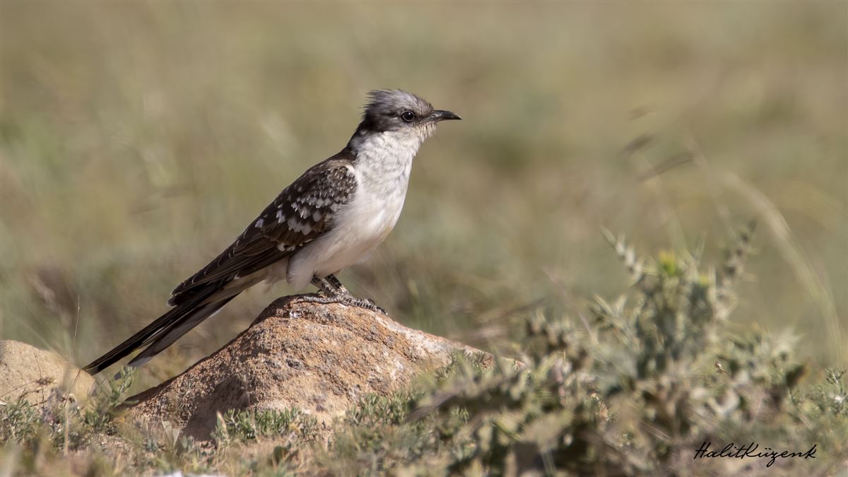 Great Spotted Cuckoo