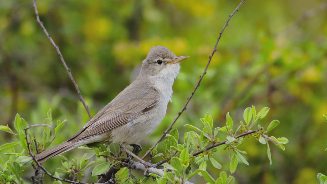 Upcher`s Warbler