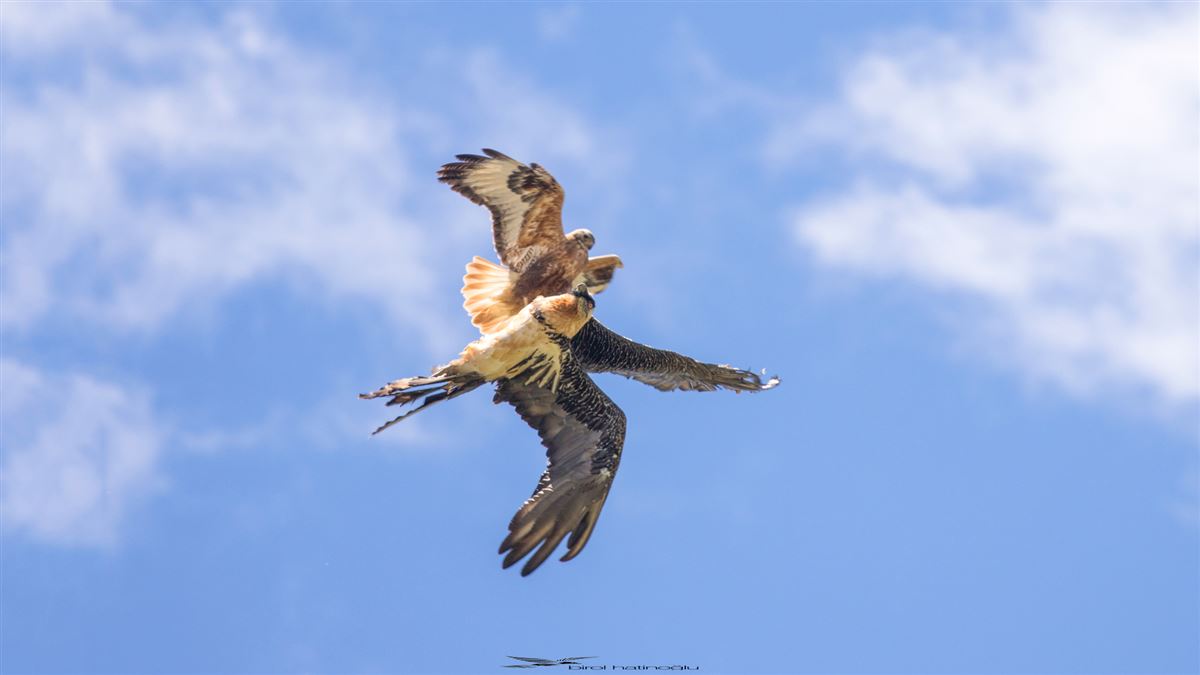 Bearded Vulture