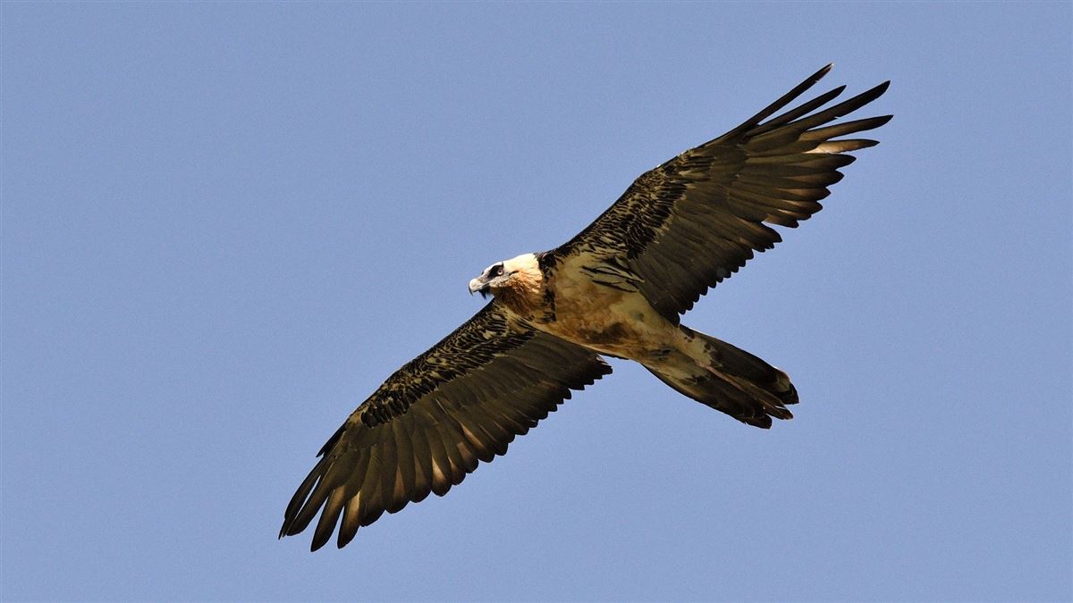 Bearded Vulture