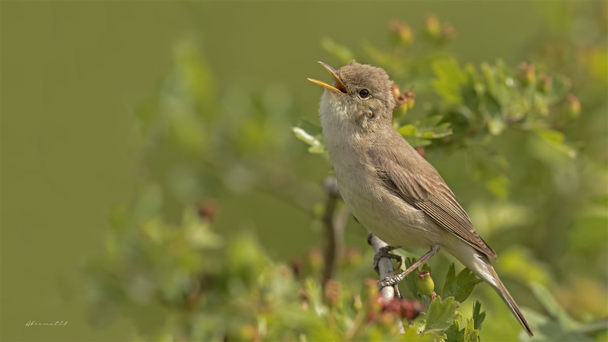Eastern Olivaceous Warbler