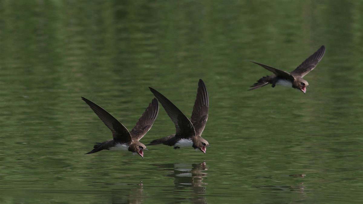 Alpine Swift
