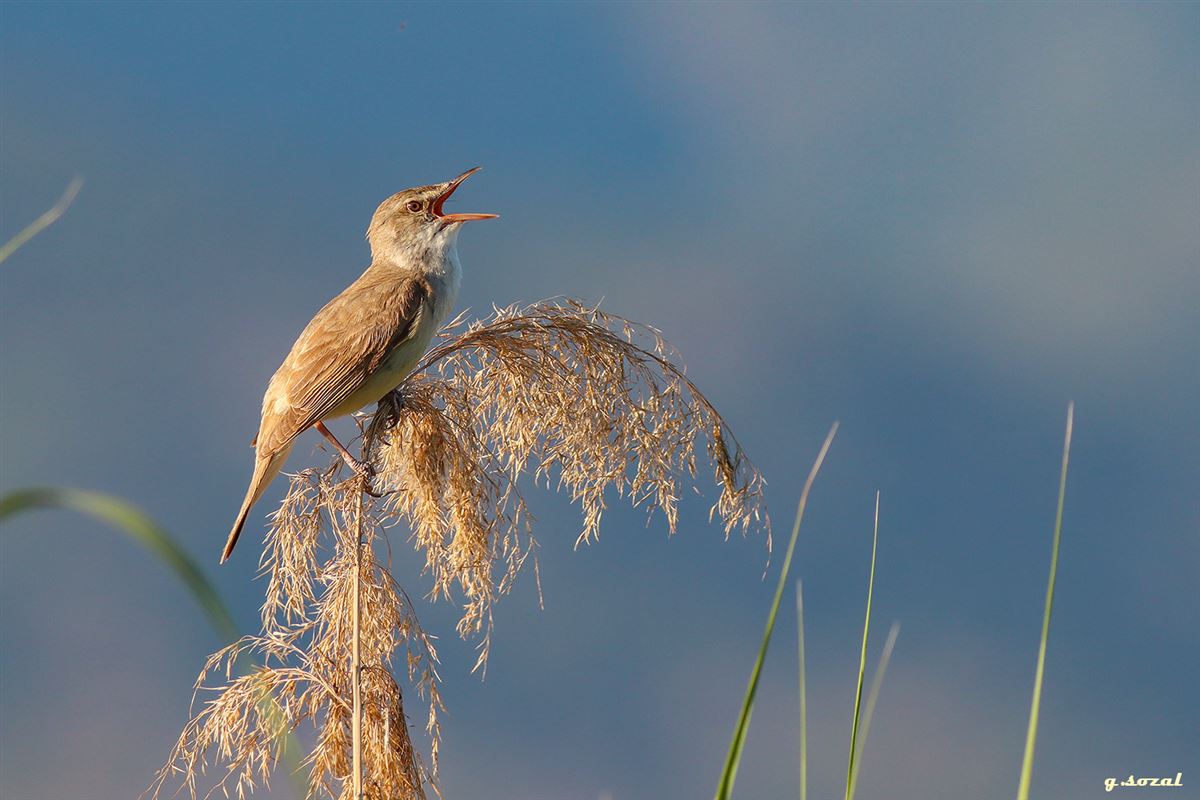 Great Reed Warbler