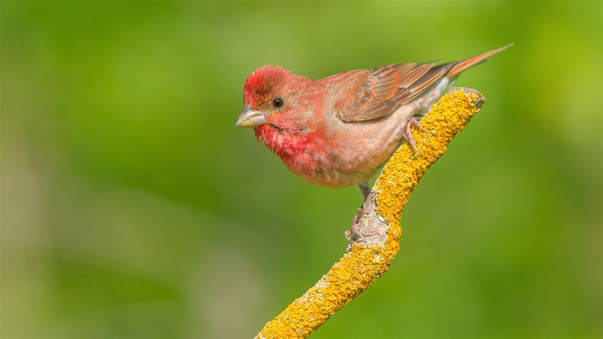 Common Rosefinch