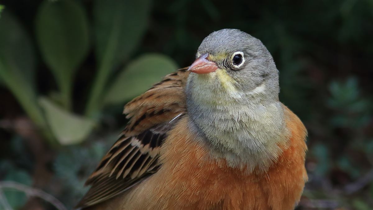 Ortolan Bunting