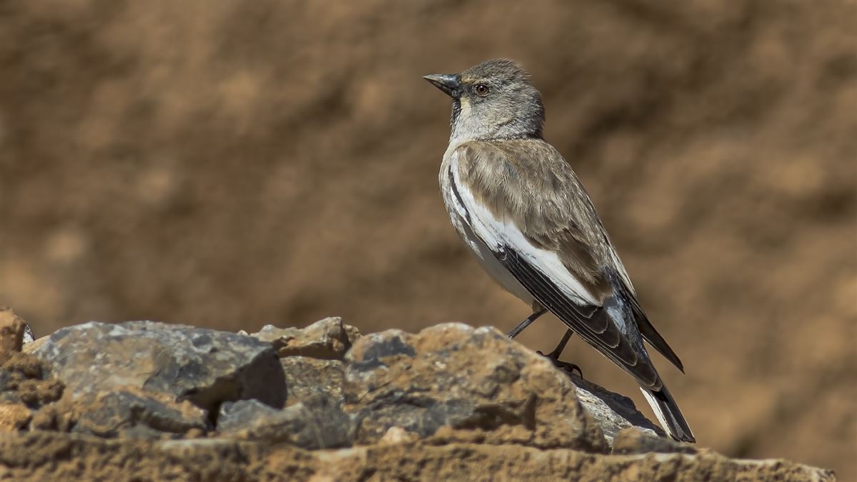 White-winged Snowfinch