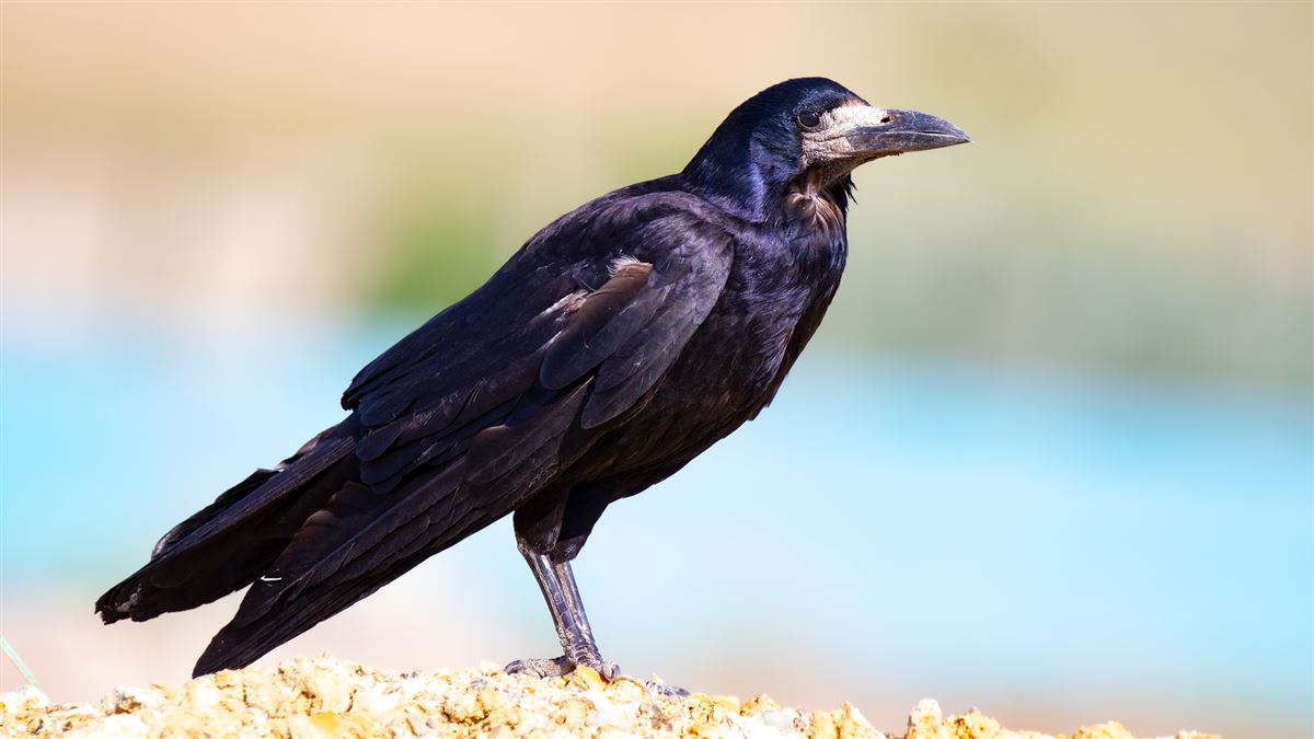 Rook