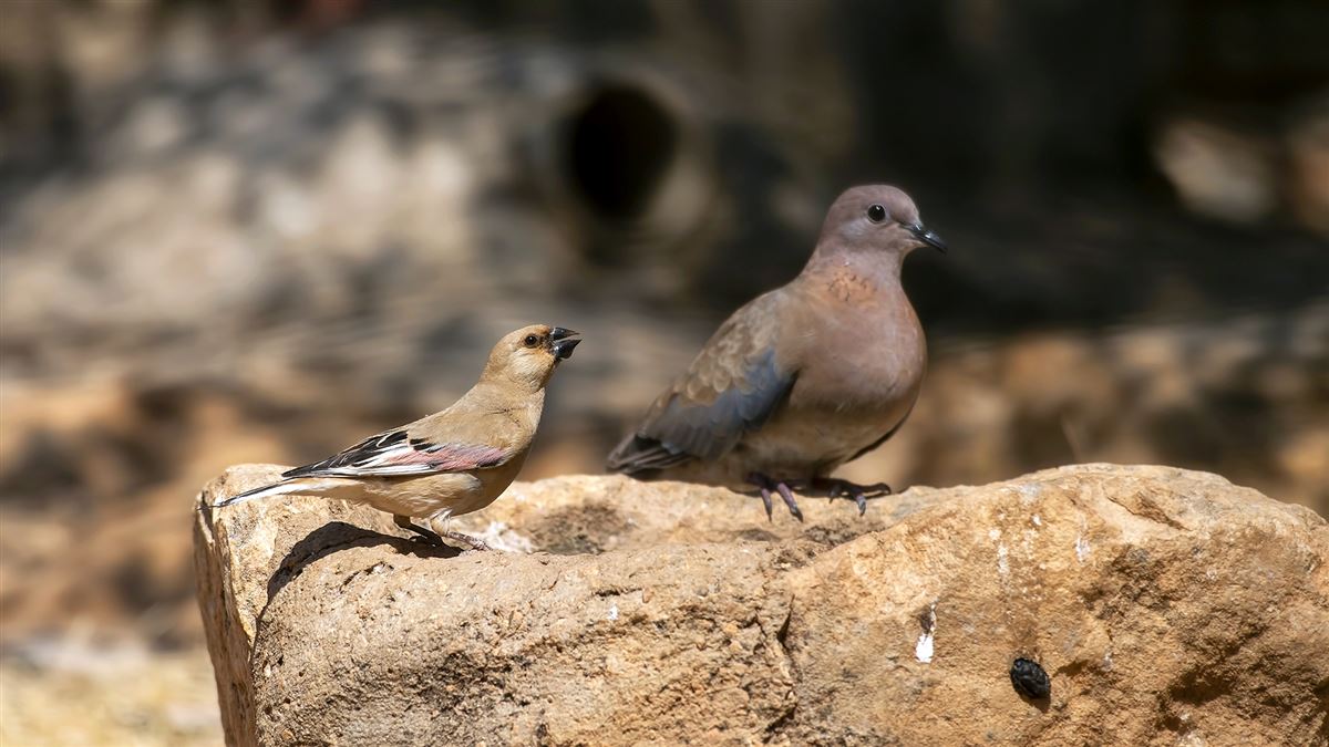 Desert Finch