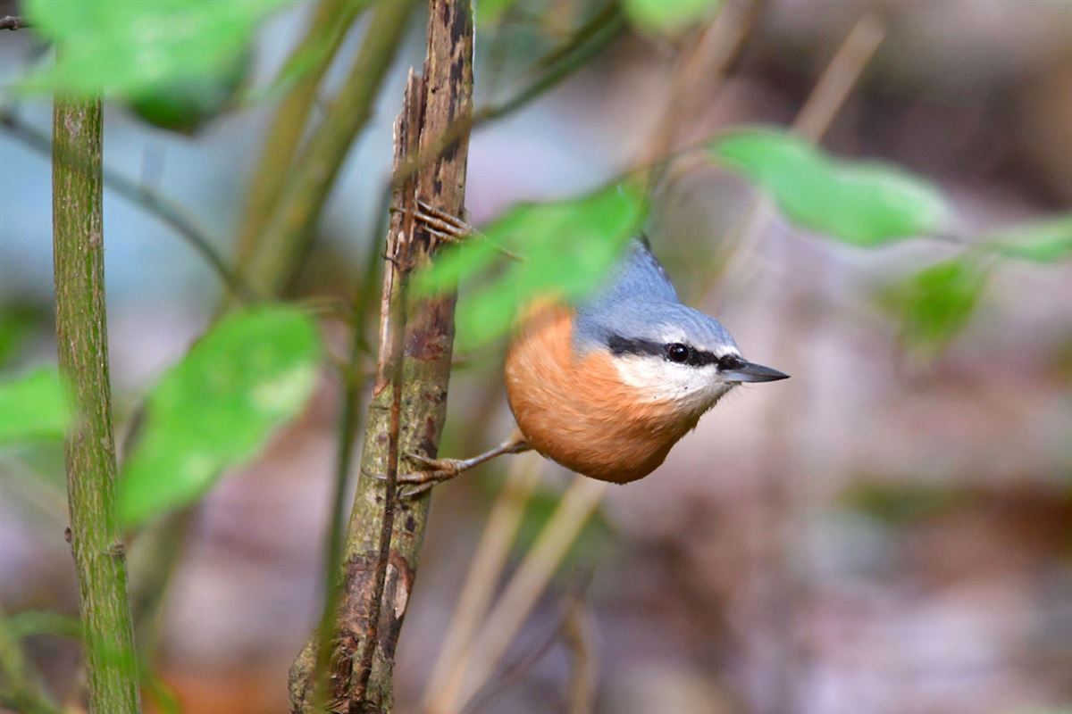 Eurasian Nuthatch