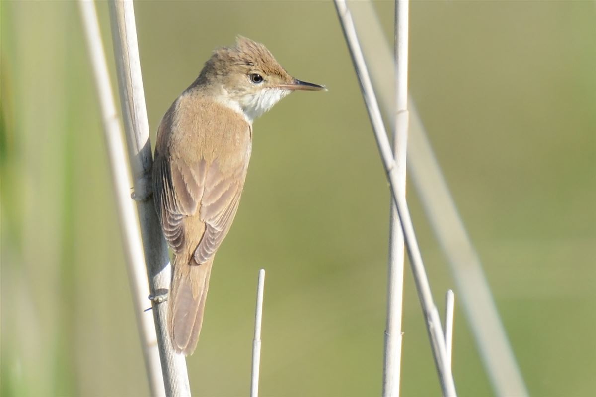 Common Reed Warbler