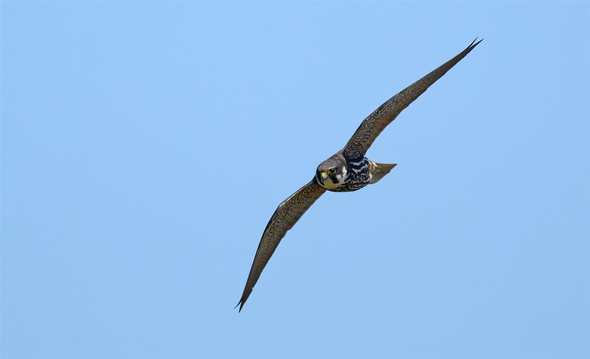 Eurasian Hobby