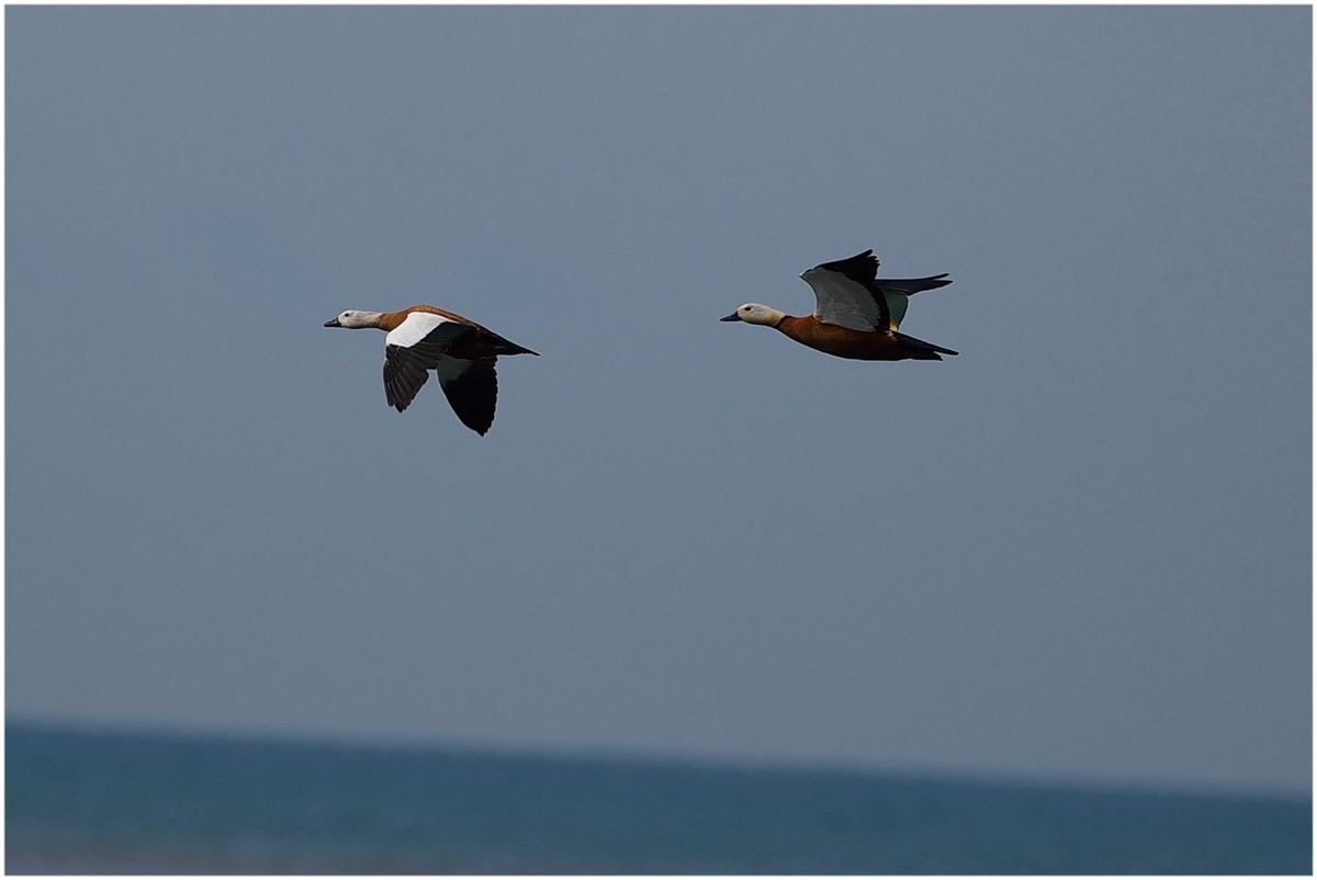 Ruddy Shelduck