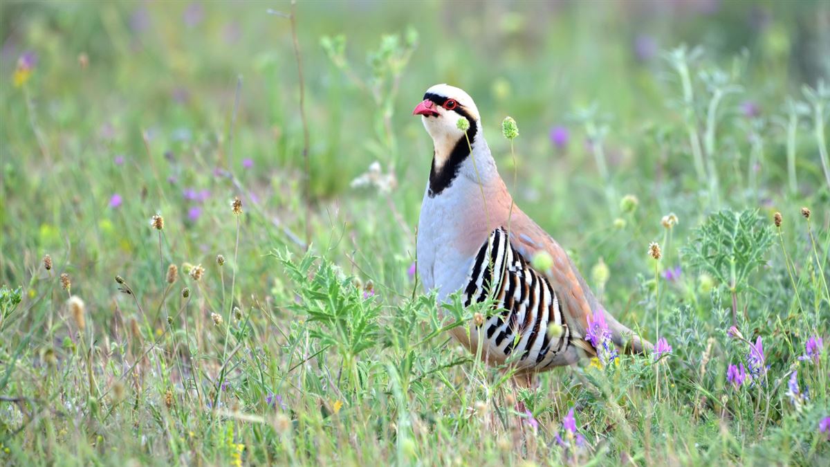 Chukar Partridge