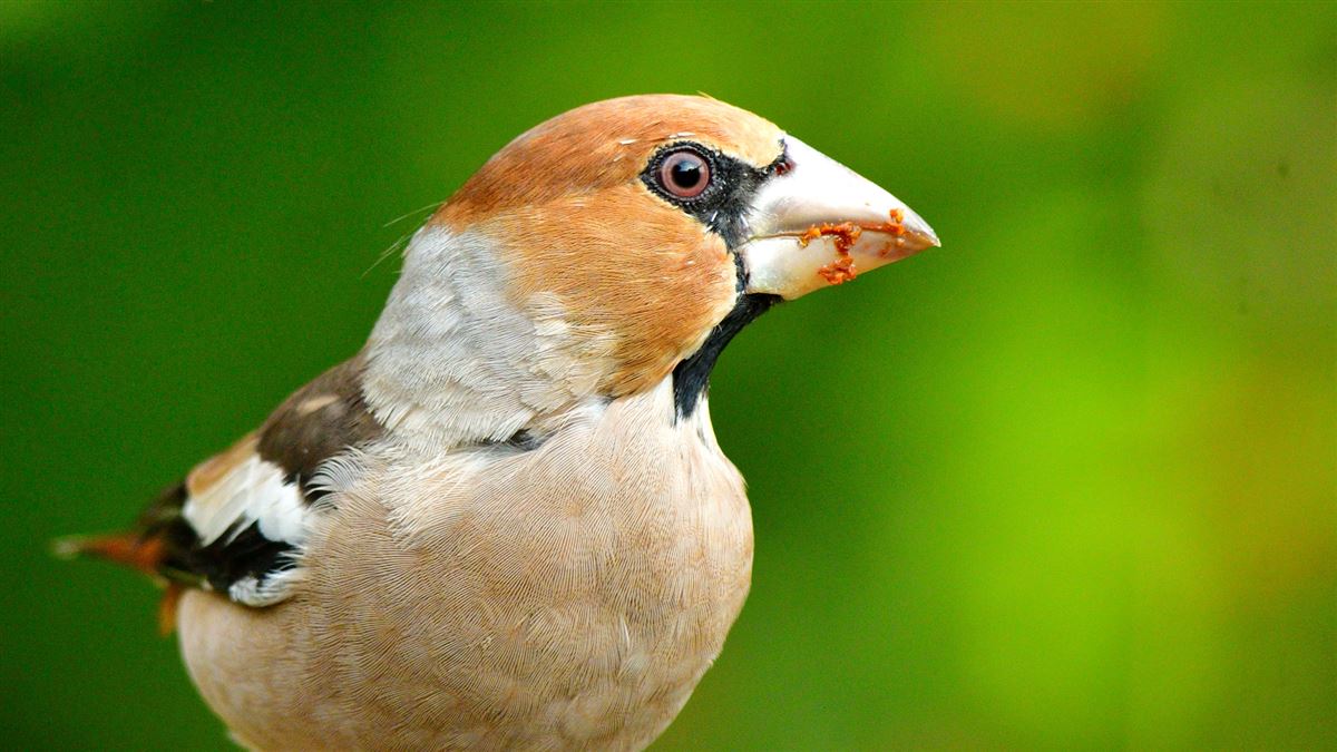 Hawfinch