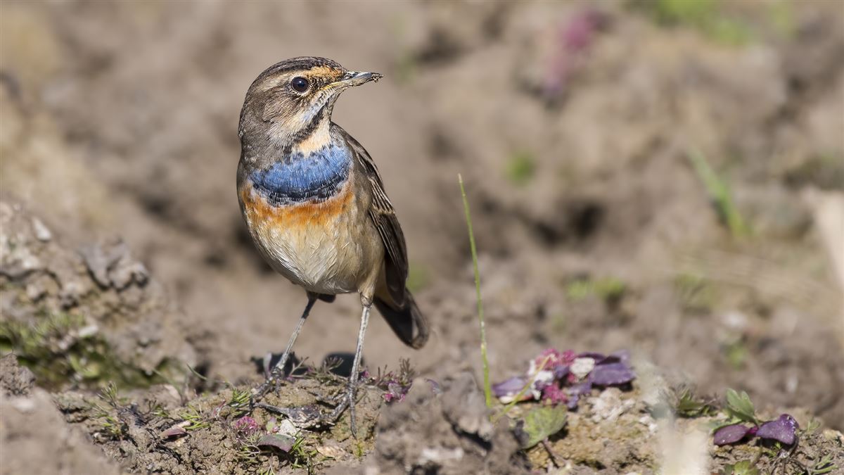 Bluethroat