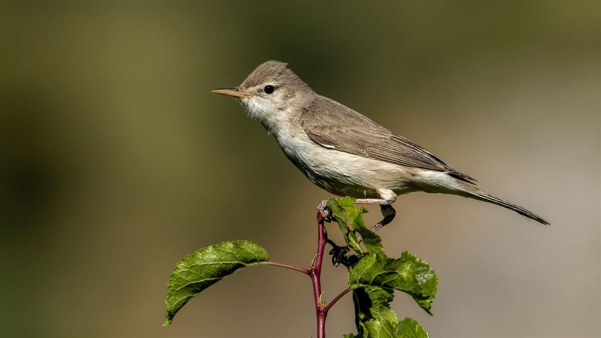 Upcher`s Warbler