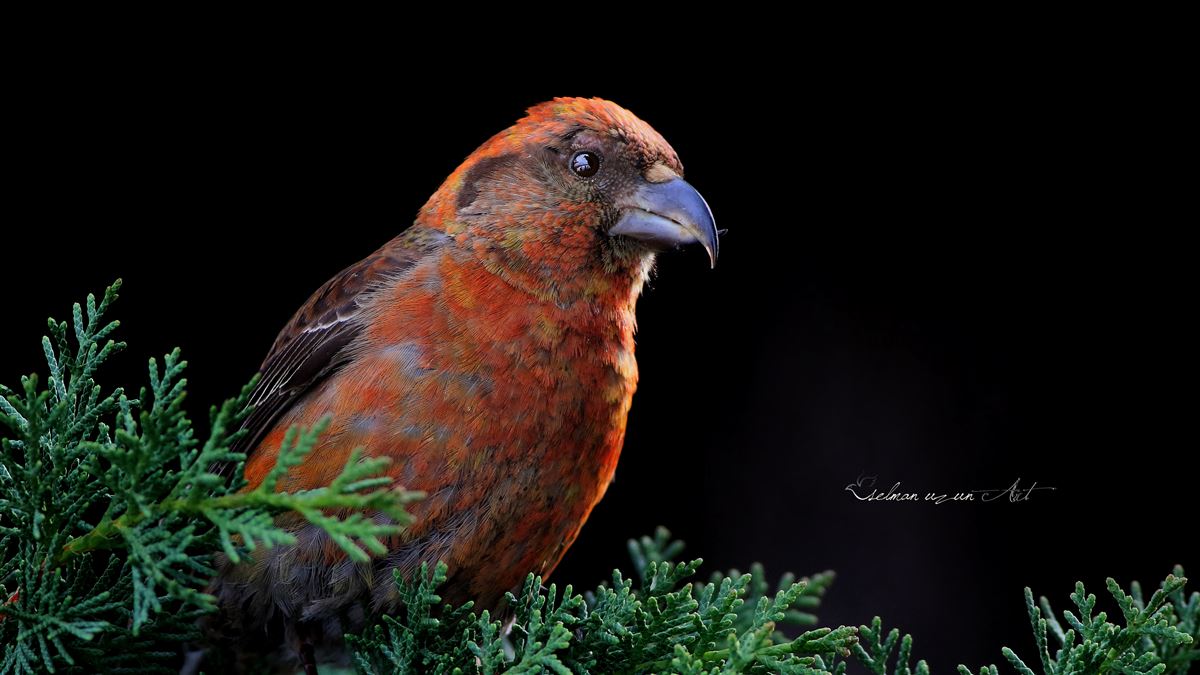 Red Crossbill