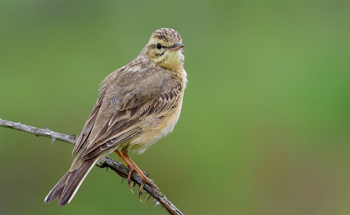 Tawny Pipit