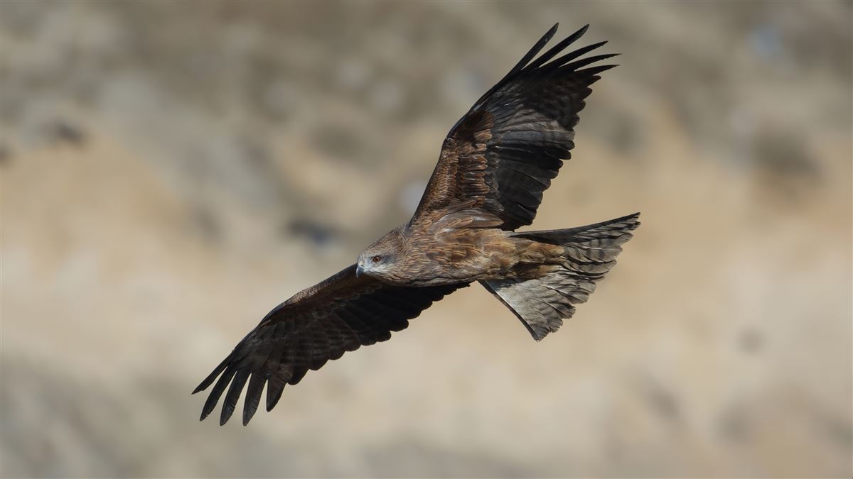 Black Kite