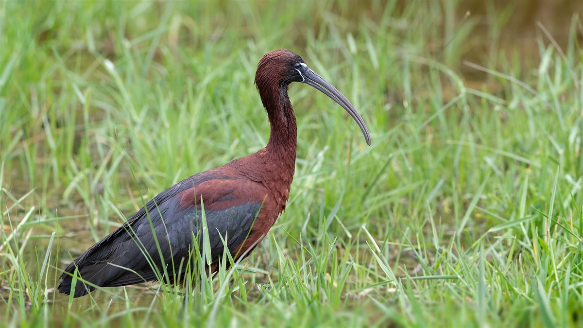 Glossy Ibis