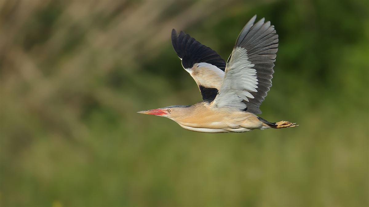 Little Bittern