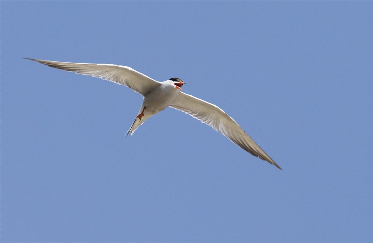 Common Tern