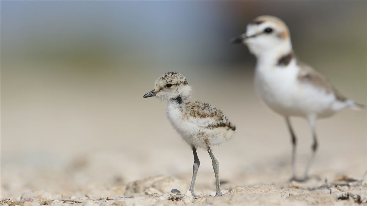 Kentish Plover