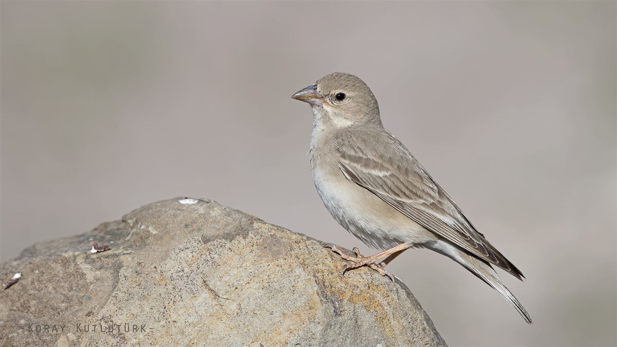 Pale Rockfinch