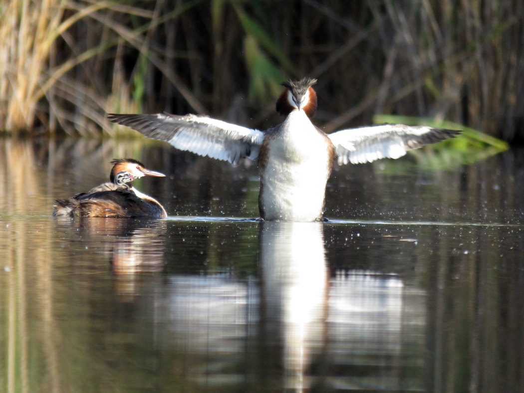 Great Crested Grebe