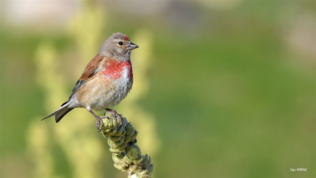 Common Linnet